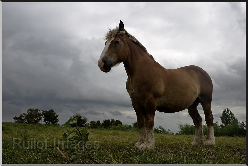 Paard.jpg
